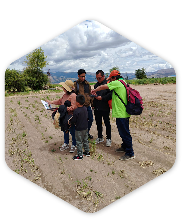 romboizquierdoimagen