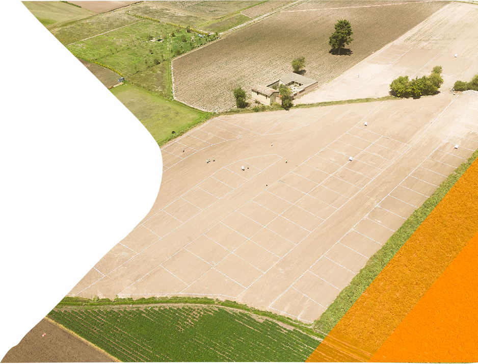 foto de retamas copia